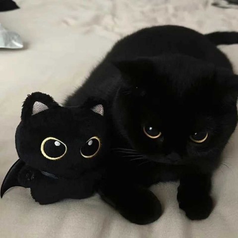 Cute Black Cat Plush Toy Keychain for Boys W250116