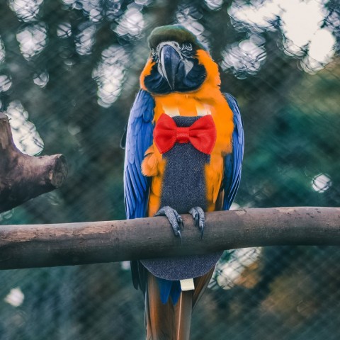 EcoPet Bird Care Kit: Reusable Parrot Diapers & Protective Flight Suits S/M/L
